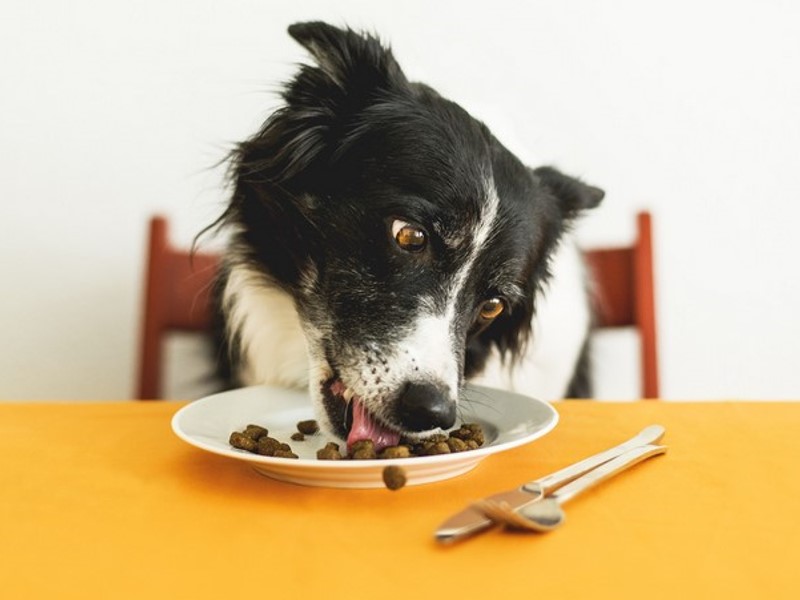 suha hrana za pse ima veliko prednosti